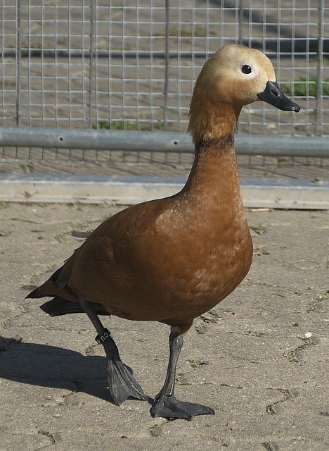 中场角色